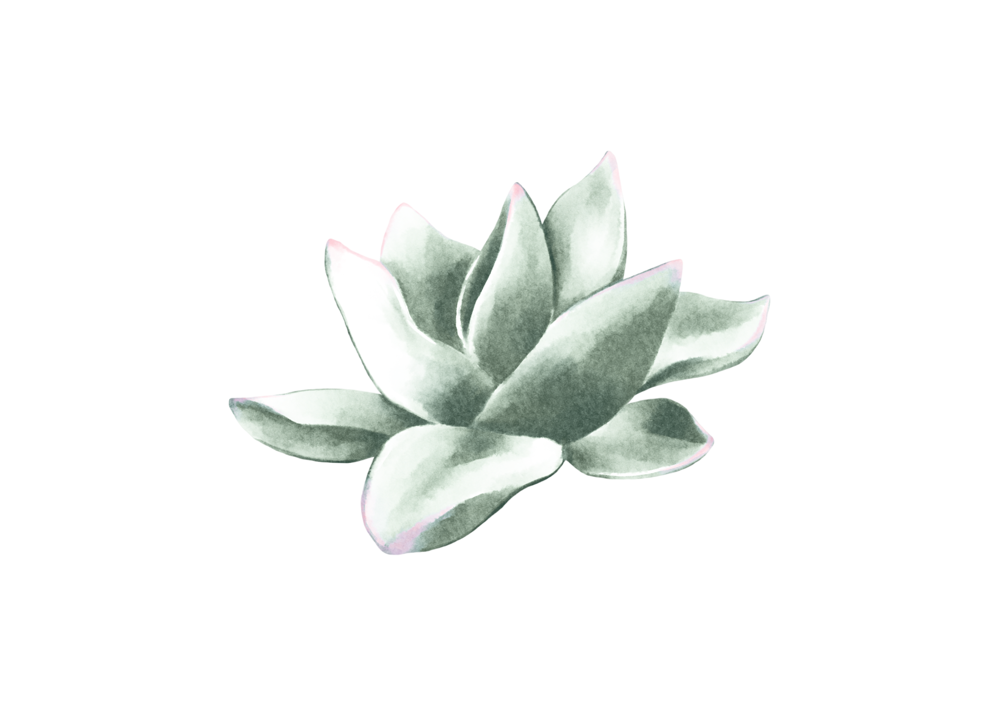 Badger Biodata Flower